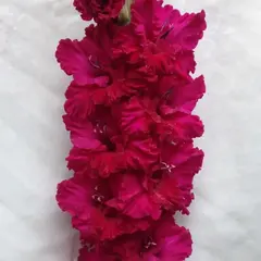 Гладиолус Пересвет