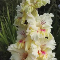 Гладиолус Русский Ренессанс