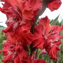 Гладиолус Спартак