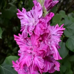 Гладиолус Сумерки