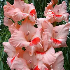 Гладиолус Улыбка Гагарина