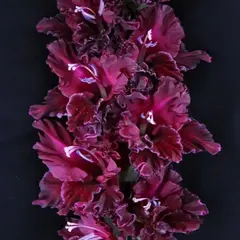 Гладиолус Чернослив