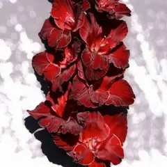 Гладиолус Черный Атом