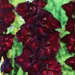 Гладиолус Черный Жемчуг