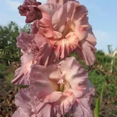 Гладиолус Шоколадница