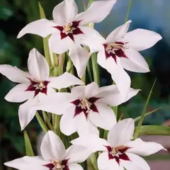 Ацидантера Мюриел