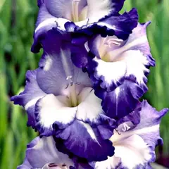 Гладиолус Вечерняя Звезда