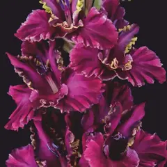 Гладиолус Лия Ахеджакова