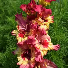 Гладиолус Марго