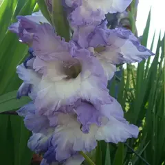 Гладиолус Модру Программ