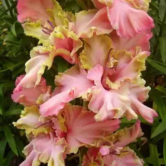 Гладиолус Монтезума