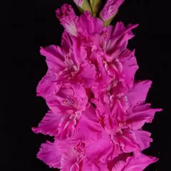 Гладиолус Неоновое Сияние