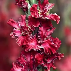 Гладиолус Павел Дацюк