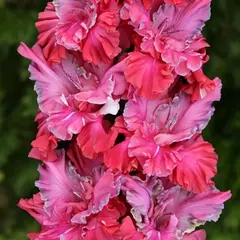 Гладиолус Перпендикулярный мир