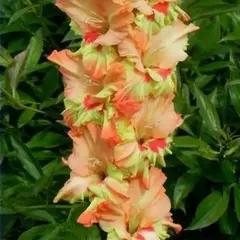 Гладиолус Погожие Деньки