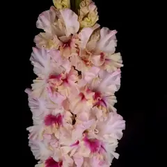 Гладиолус Прекрасное Далеко