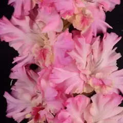 Гладиолус Прохлада