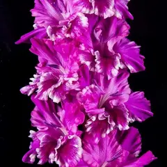 Гладиолус Сарафанное Радио