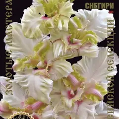 Гладиолус Снегири