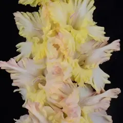 Гладиолус Тройной Тулуп