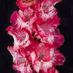 Гладиолус Формула Любви