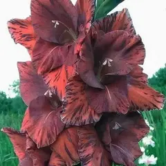 Гладиолус Фрекленд Джаент