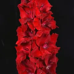 Гладиолус Черешневая Гроздь