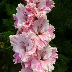Гладиолус Катерина