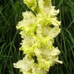 Гладиолус Кемерово