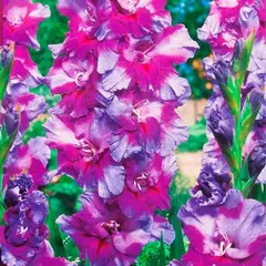 Гладиолус Печора