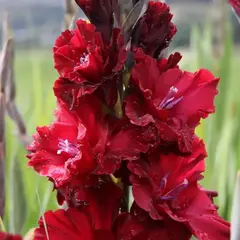 Гладиолус Тамбов