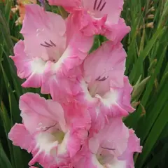 Гладиолус Тройка