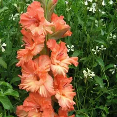 Гладиолус Харьков