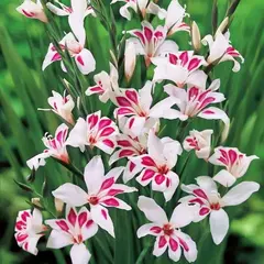 Гладиолус карликовый Принс Клаус