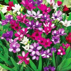 Бабиана Кью Гибридс, смесь