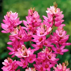 Иксия Роуз Эмперор