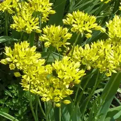 Аллиум (Лук декоративный) мелкоцветковый Моли (Золотой)