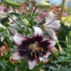 Лилия Стракьятелла Евент азиатская