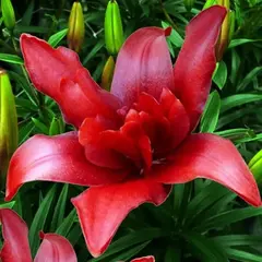 Лилия Болд Игл азиатская