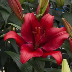 Лилия Покерфейс ЛА-гибрид