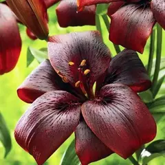 Лилия Роял Кисс азиатская