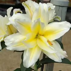 Лилия Людвина восточная