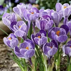 Крокус Кинг оф зе Страйпед