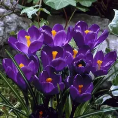 Крокус Флауэр Рекорд