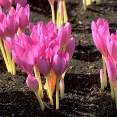 Крокус осенний Зонатус 7шт/уп