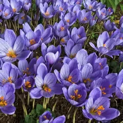 Крокус осенний прекрасный 7шт/уп