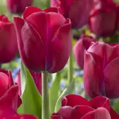 Тюльпан Атилла Граффити