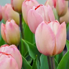 Тюльпан Мистик Ван Ейк