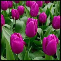 Тюльпан Перпл Принс