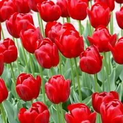 Тюльпан Кам-Бэк